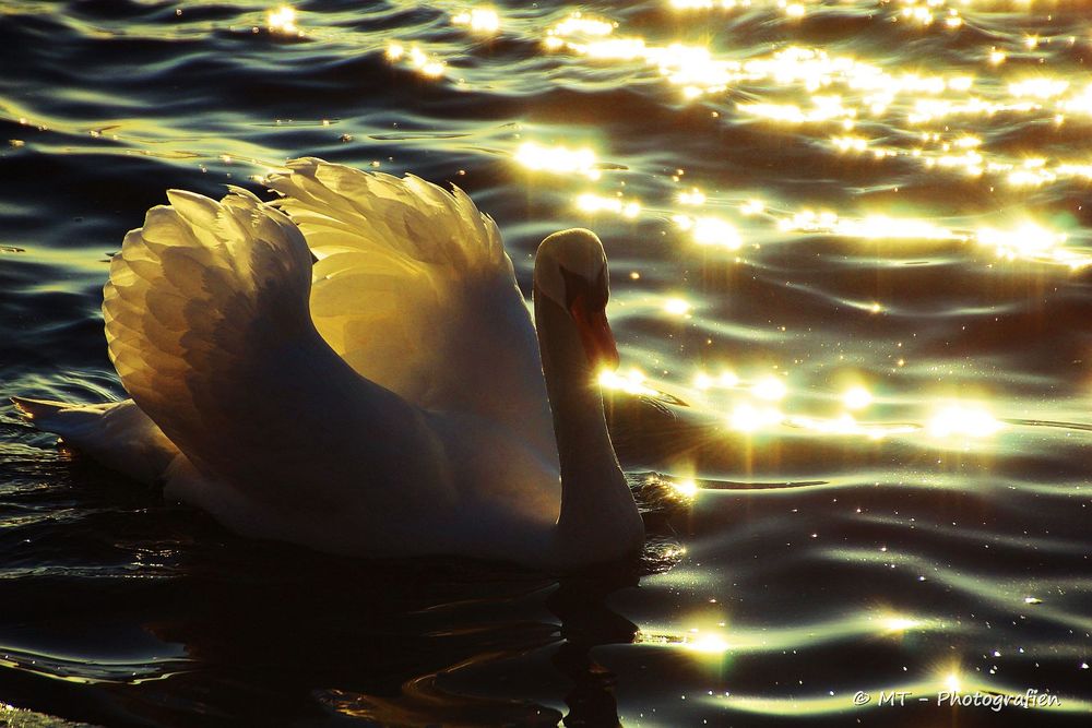 Обои для рабочего стола Белый лебедь на воде, by MT-Photografien