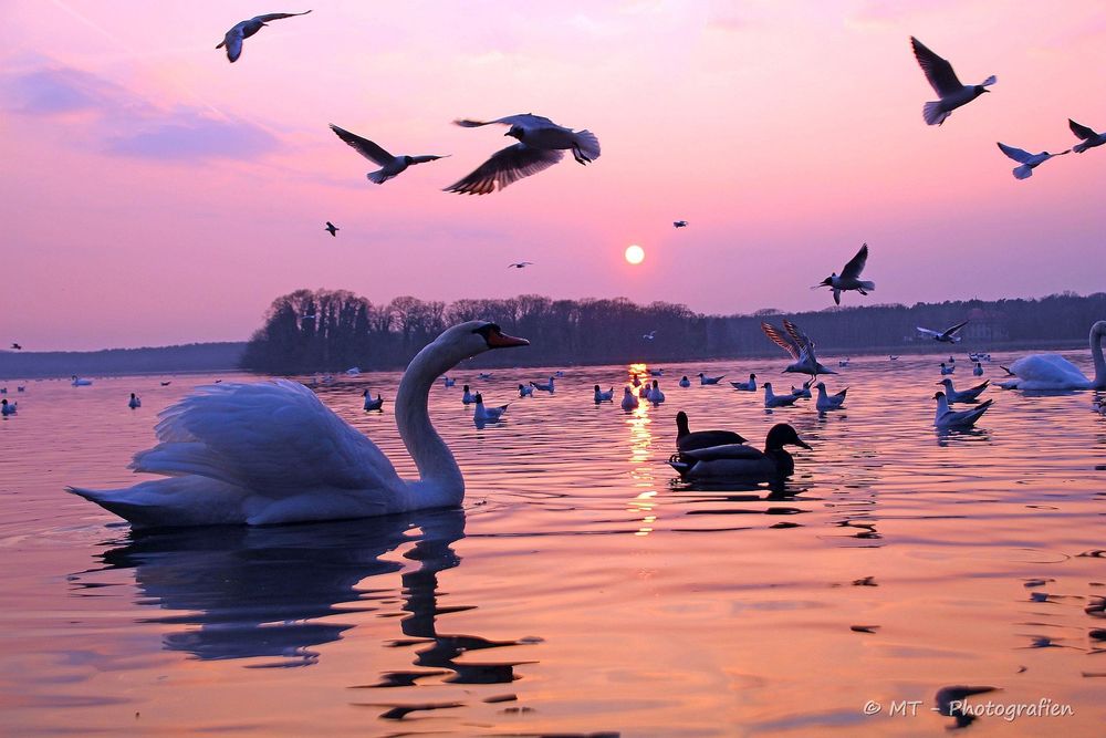 Обои для рабочего стола Белые лебеди на воде и чайки над водой, by MT-Photografien