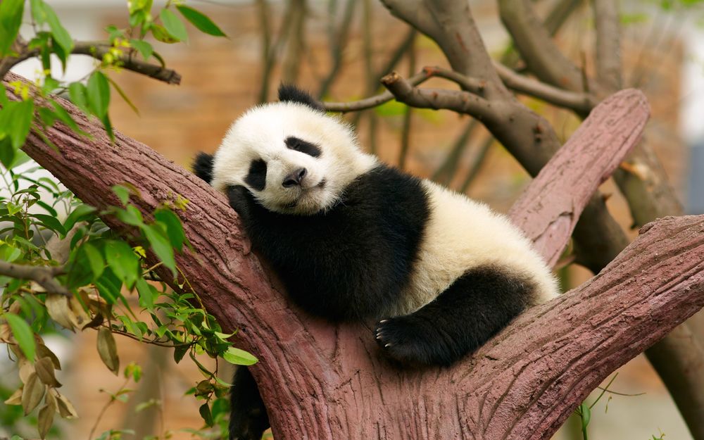 Обои для рабочего стола Детеныш панды спит на дереве