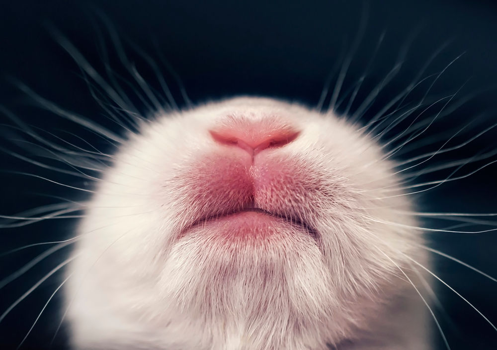 Обои для рабочего стола Мордочка кролика крупным планом, фотограф Ashraful Arefin