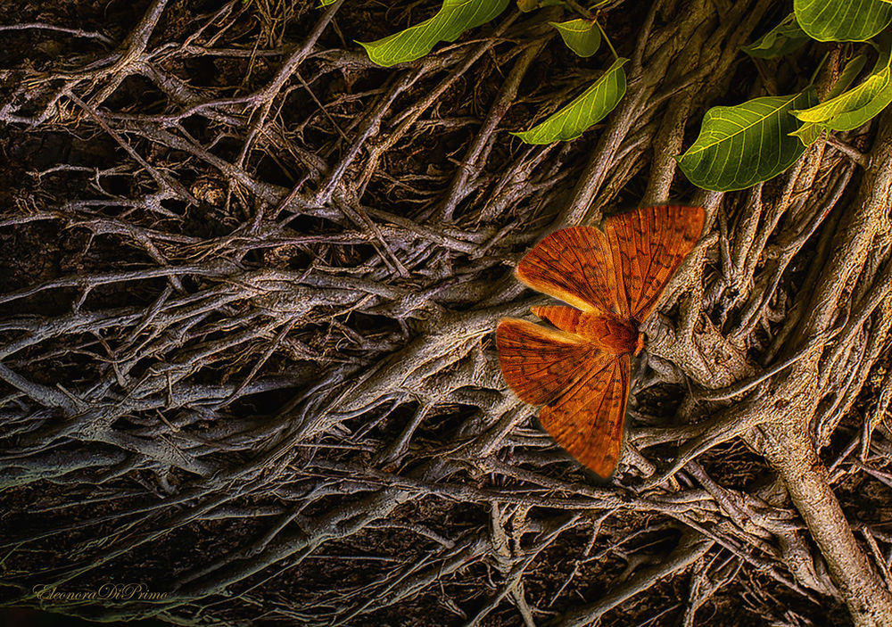 Бабочка оранжевая картинка