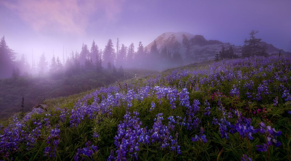 Обои для рабочего стола Национальный парк Маунт-Рейнир / Mount Rainier National Park, США / USA, в утреннем тумане, фотограф Doug Shearer