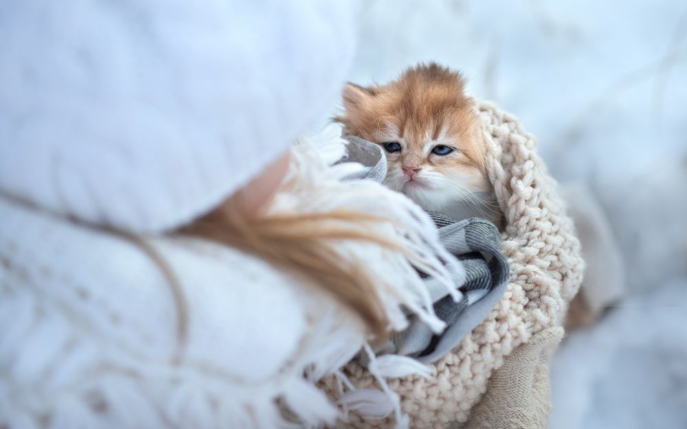 Обои для рабочего стола Девочка держит сонного котенка в пледе