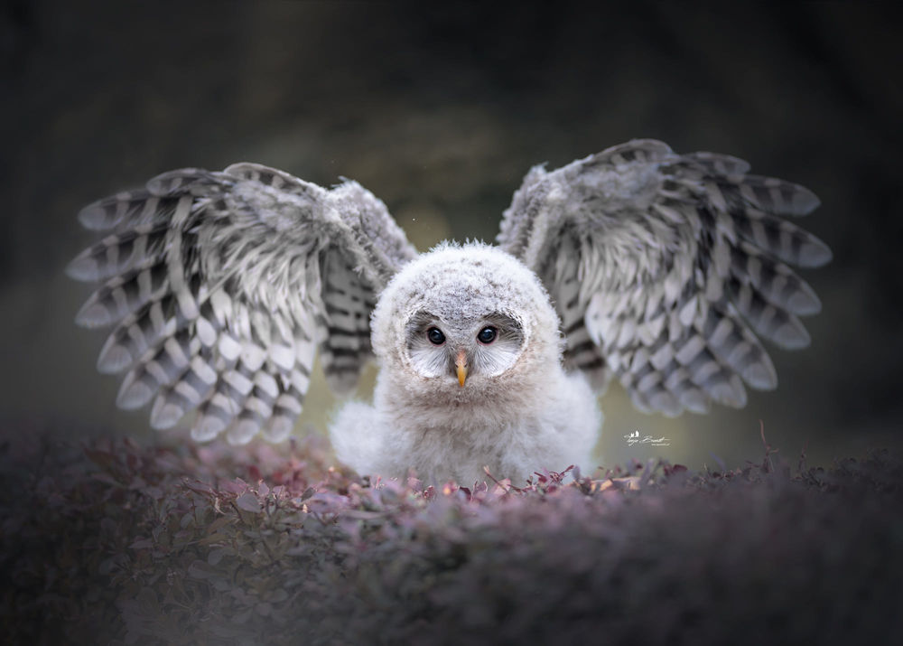 Обои для рабочего стола Сова расправила крылья. Фотограф Tanja Brandt