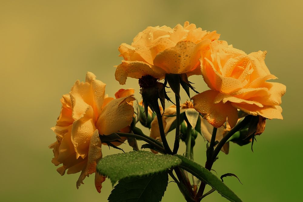 Обои для рабочего стола Букет оранжевых роз в капельках росы