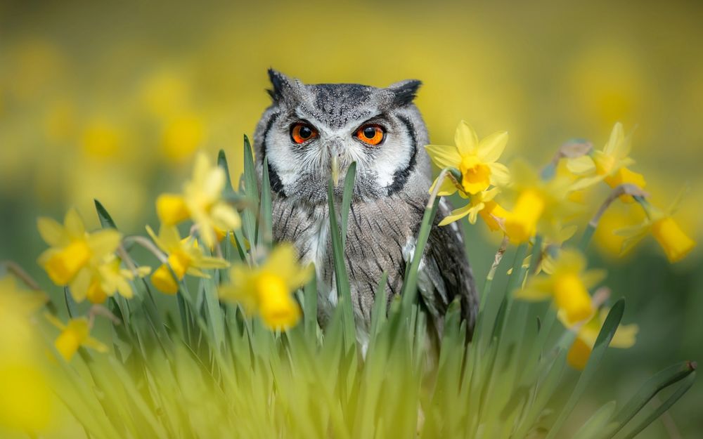 Обои для рабочего стола Сова в нарциссах, by Tanja Brandt