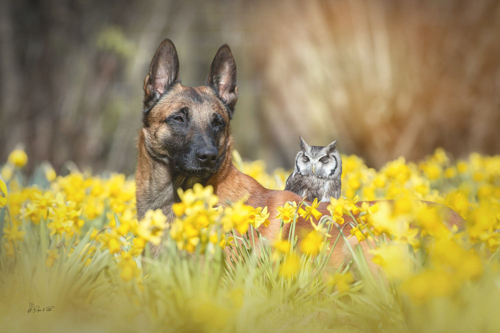 Обои для рабочего стола Сова и овчарка в нарциссах, by Tanja Brandt