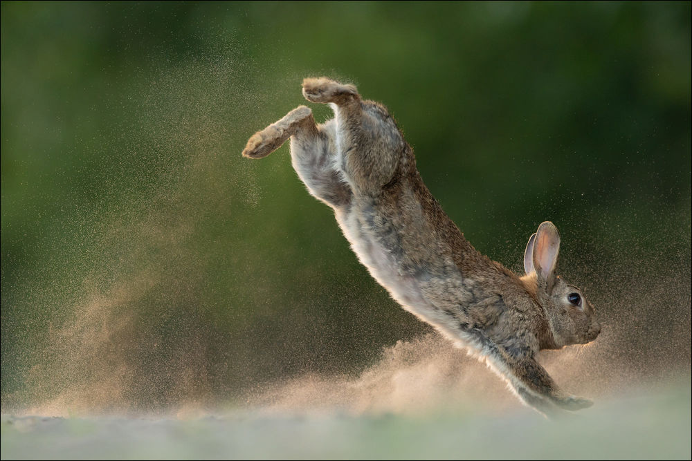 Обои для рабочего стола Кролик в прыжке, фотограф Georg Scharf