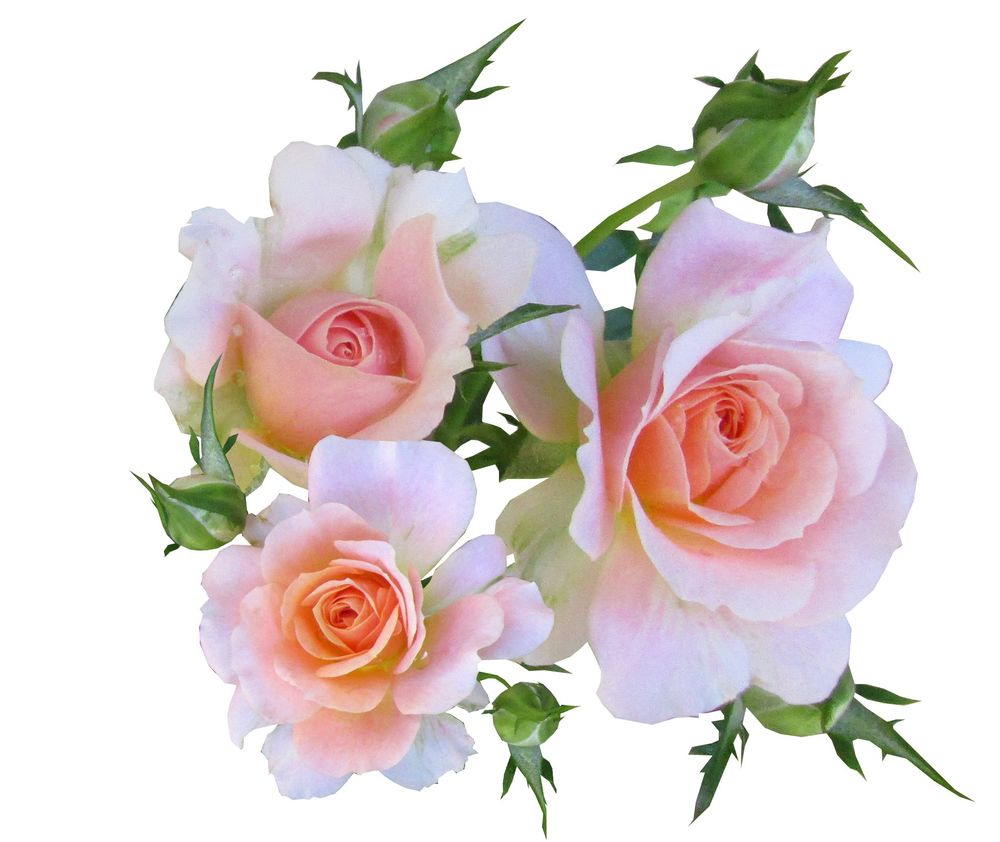 Обои для рабочего стола Розовые розы на светлом фоне, by Beverly Buckley