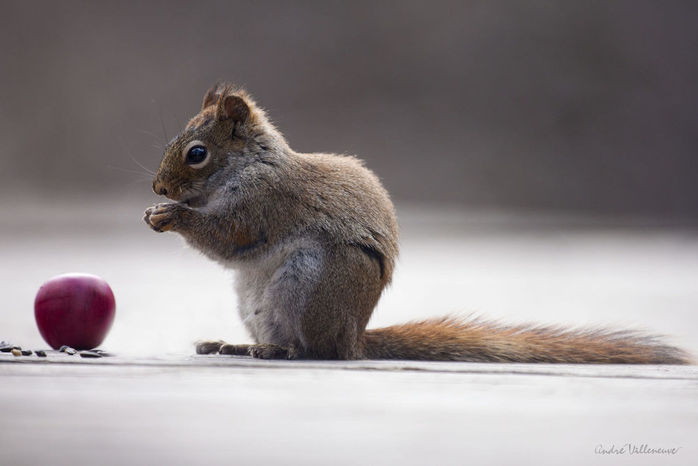 Обои для рабочего стола Белка сидит перед яблоком, фотограф Andre Villeneuve