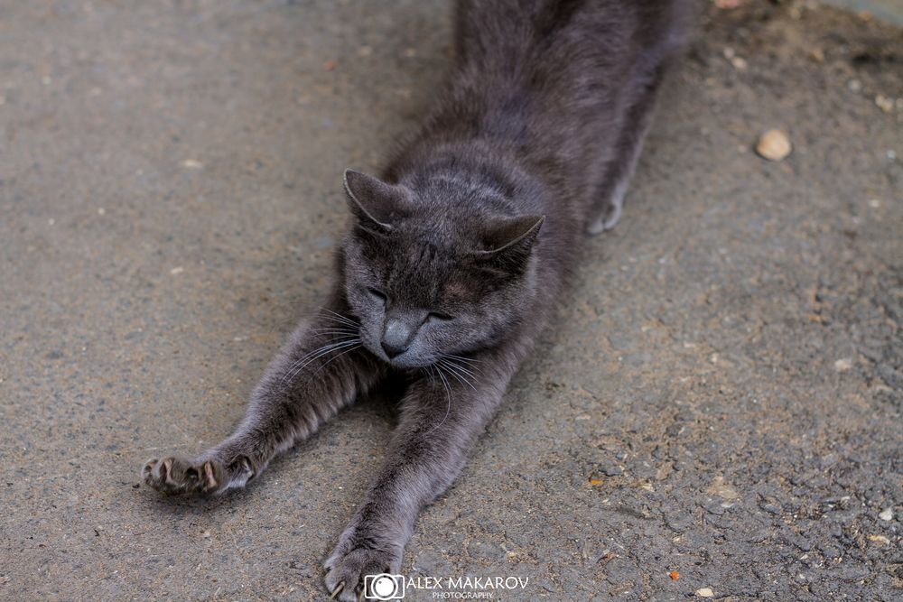 Кошка потягивается рисунок