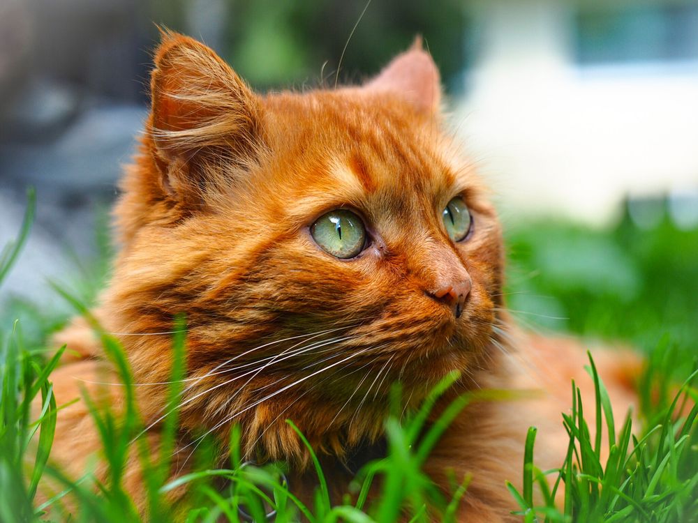 Обои для рабочего стола Рыжий кот с зелеными глазами отдыхает на лужайке и смотрит в сторону