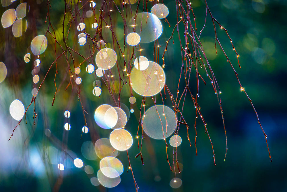 Обои для рабочего стола Веточки в каплях росы в бликах, фотограф Nathalie Stickelbaut
