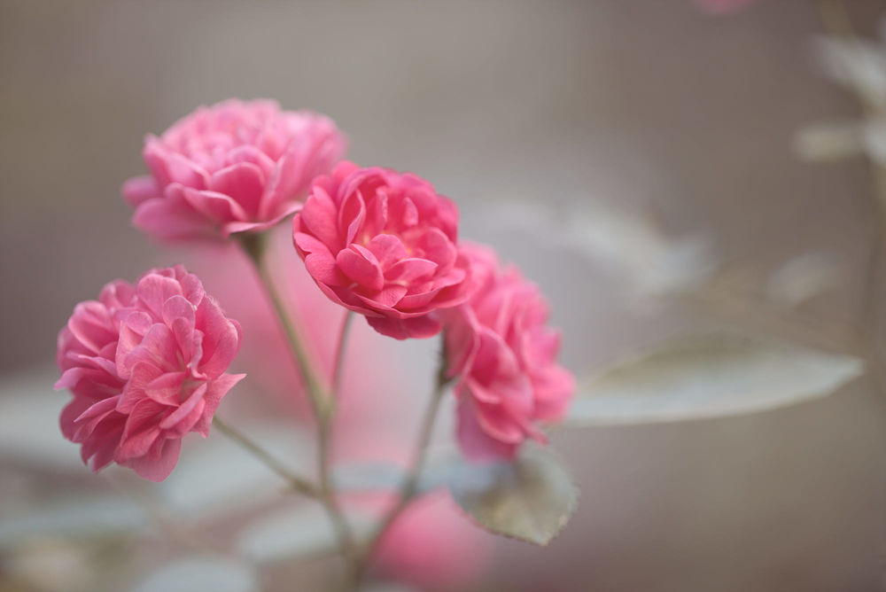 Обои для рабочего стола Веточка с розовыми розами на размытом фоне, фотограф Vanila Balaji