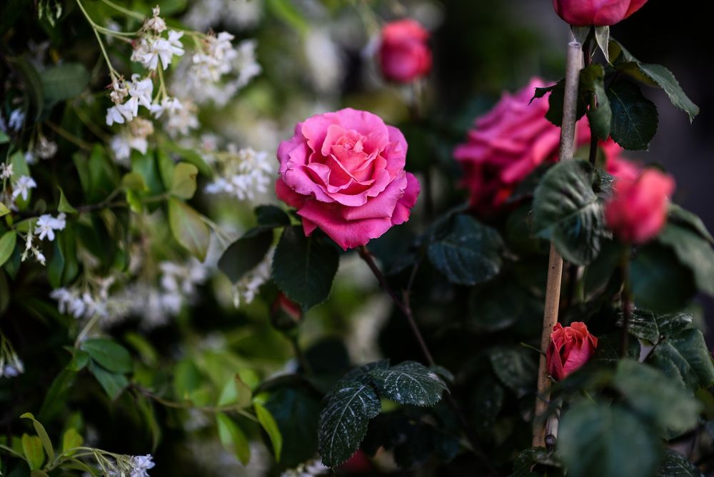 Обои для рабочего стола Розовые розы и белые цветы