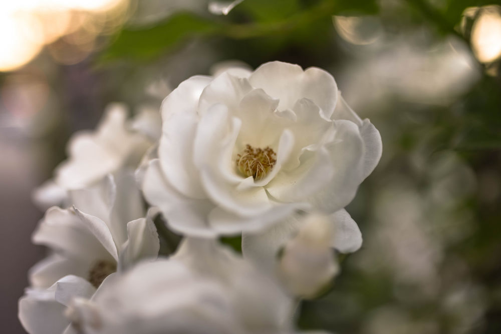 Обои для рабочего стола Белые розы на размытом фоне, by naruo0720