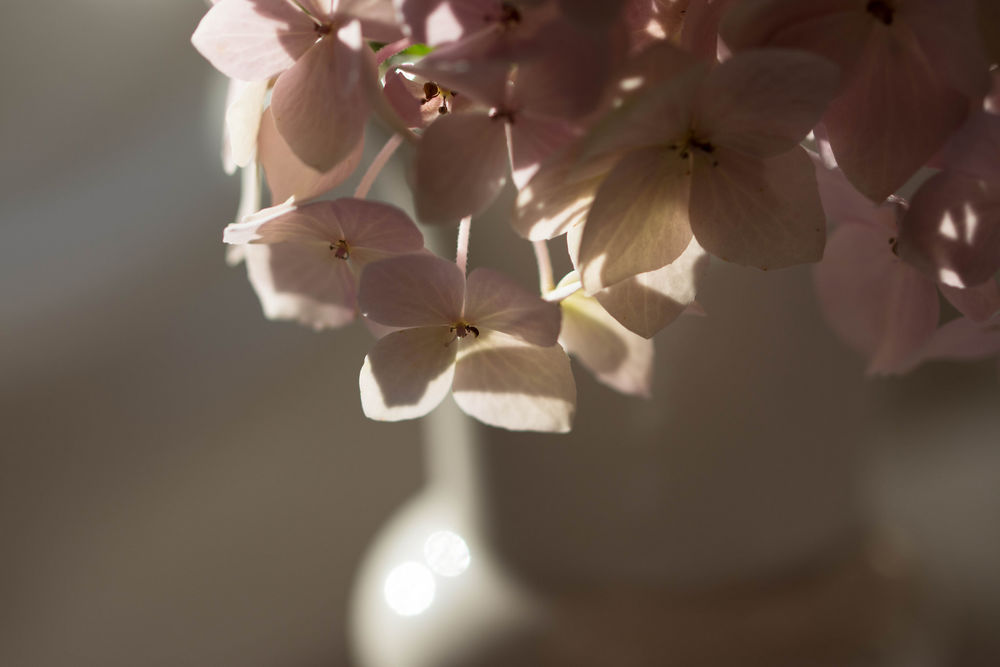 Обои для рабочего стола Розовые цветы гортензии в вазе, by Julie Jablonski