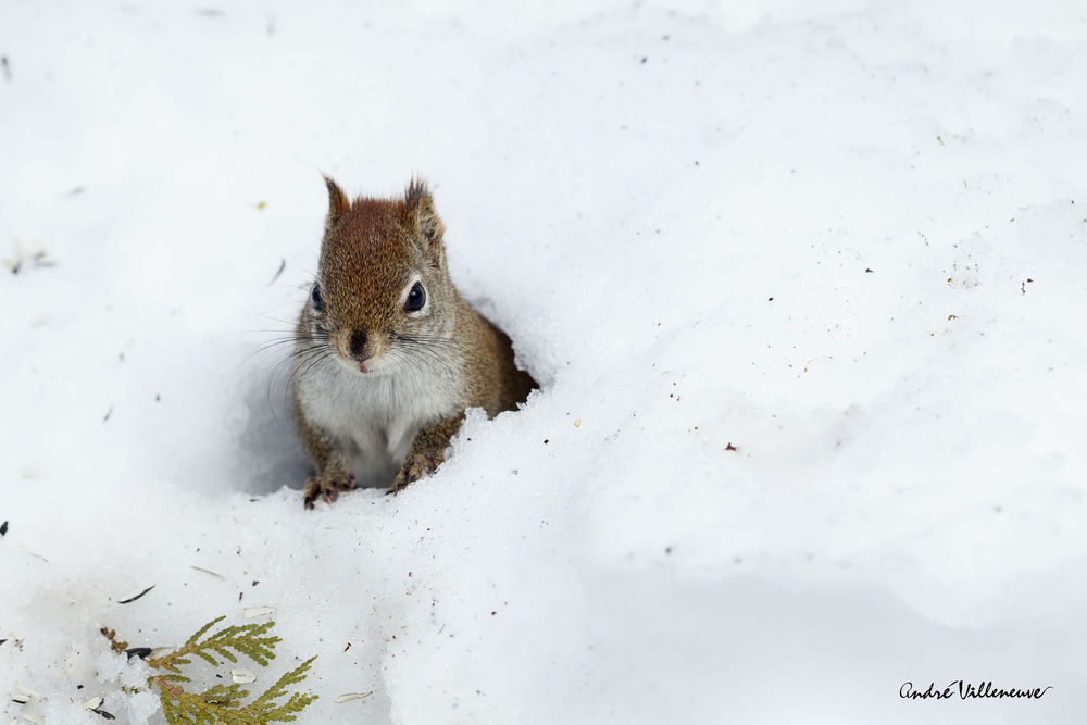 Обои для рабочего стола Белочка в снегу, фотограф Andre Villeneuve