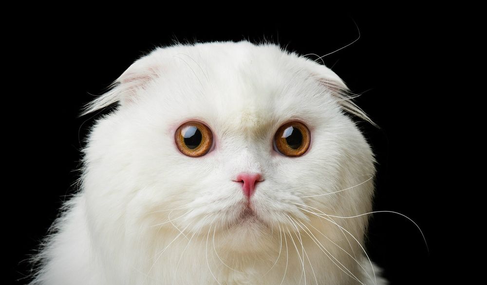 Обои для рабочего стола Вислоухая белая кошка. Фотограф Natalya Lyays