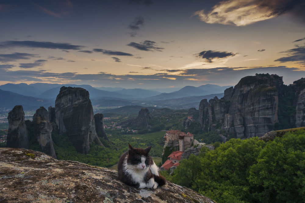 Обои для рабочего стола Кот на фоне горного пейзажа, Greece / Греция. Фотограф Еди Адамов