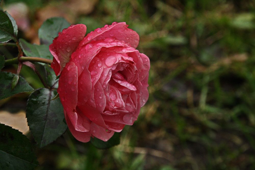 Обои для рабочего стола Розовая роза в каплях росы на размытом фоне природы, фотограф Yuri Chistyakov