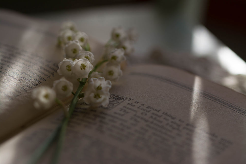 Обои для рабочего стола Веточка ландышей на открытой книге, by Julie Jablonski»