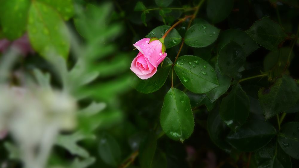 Обои для рабочего стола Бутон нежной розы в каплях воды