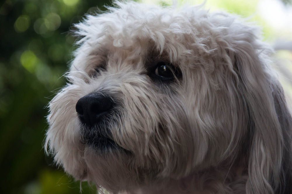 Обои для рабочего стола Мордочка собаки породы Coton de Tulear / Котон-де-тулеар на фоне боке. Фотограф Aviv Osterman