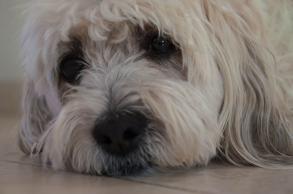 Обои для рабочего стола Собака породы Coton de Tulear / Котон-де-тулеар лежит на полу. Фотограф Aviv Osterman