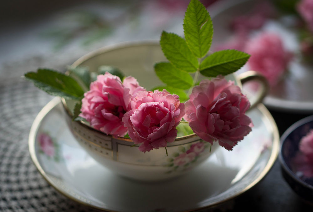 Обои для рабочего стола Розовые розочки в чашке на блюдце на салфетке. Фотограф Julie Jablonski