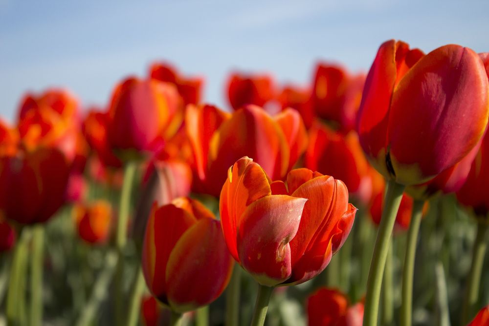 Обои для рабочего стола Красные весенние тюльпаны