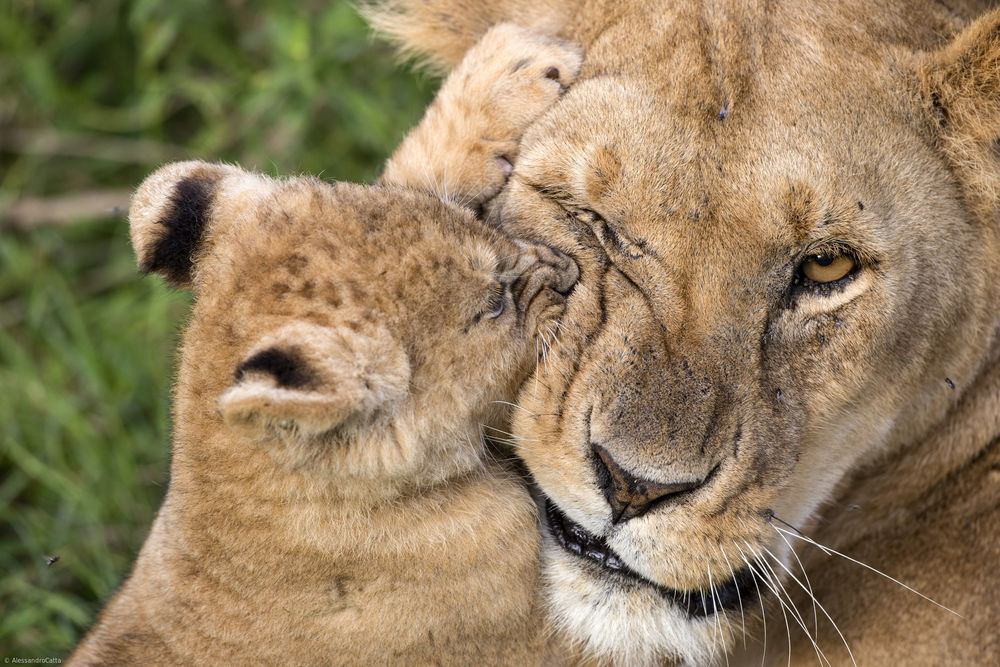 Обои для рабочего стола Детеныш и мать -львица, by Alessandro Catta