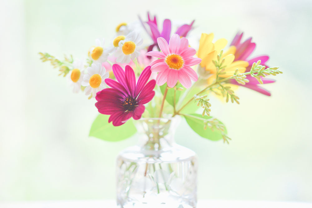Обои для рабочего стола Букетик цветов в пузырьке на белом фоне, фотограф Paula W