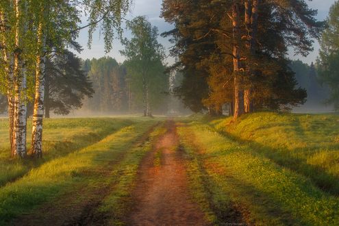 Обои на рабочий стол Утро в Шишкинском лесу, фотограф Базанов Андрей