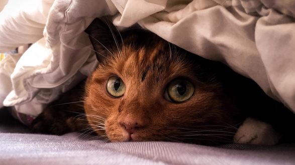 Обои на рабочий стол Рыжая кошка выглядывает из под одеяла