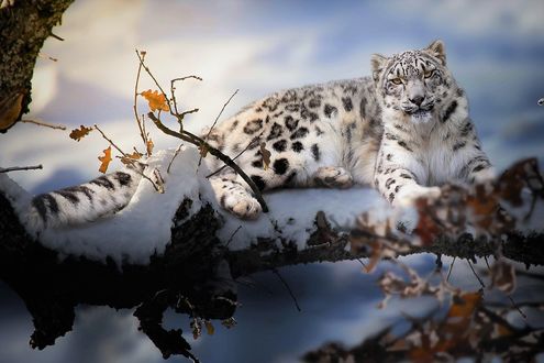 Обои на рабочий стол Снежный барс под Winter sun / Зимнем солнцем, фотограф Thai Phung