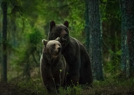 Обои на рабочий стол Медведь с медведицей в лесу
