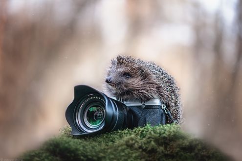 Обои на рабочий стол Ежик и фотоаппарат / В поисках чудесного, фотограф Александр Чорный