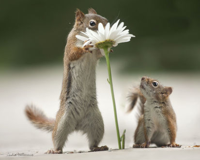 Обои на рабочий стол Белка с ромашкой стоит рядом с другой белкой, фотограф Andre Villeneuve