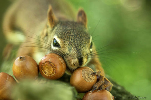 Обои на рабочий стол Белка с желудями, фотограф Andre Villeneuve
