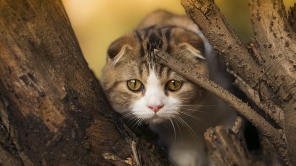Обои на рабочий стол Шотландская вислоухая кошка на дереве