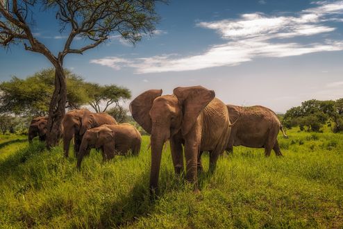 Обои на рабочий стол Слоны на природе, Tarangire National Park, Tanzania / Национальный парк Тарангире, Танзания
