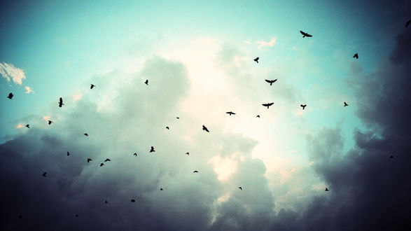 Обои на рабочий стол Птицы, летящие в небе
