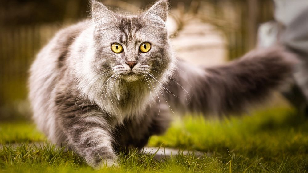 Обои для рабочего стола Пушистая кошка гуляет по газону у дома