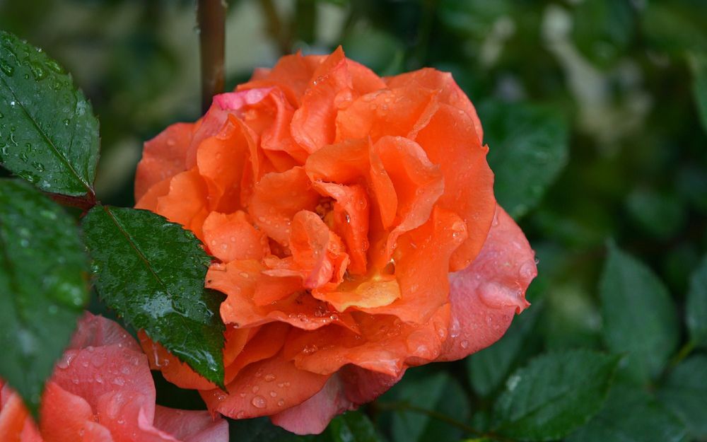 Обои для рабочего стола Оранжевая роза в каплях воды после дождя