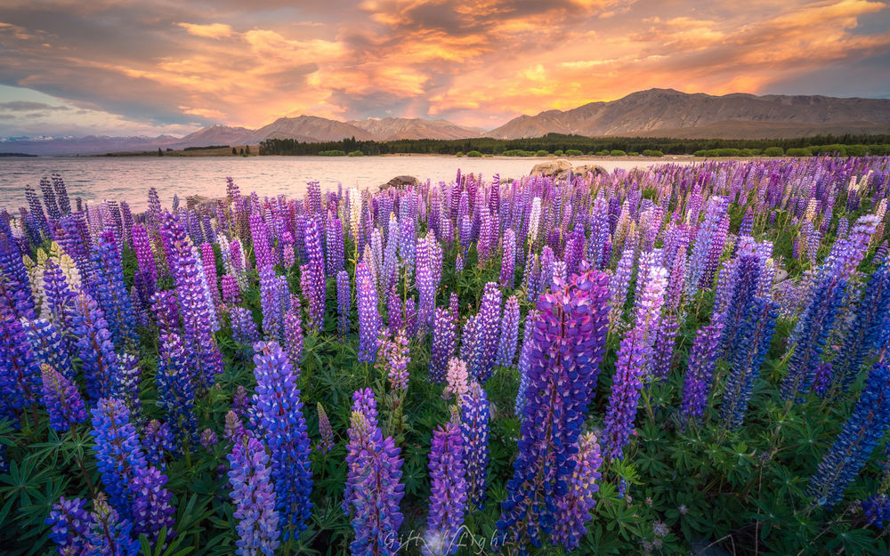 Обои для рабочего стола Озеро Tekapo, New Zealand / Текапо, Новая Зеландия летом, на переднем плане цветы люпины, фотограф Amarate Tansawet