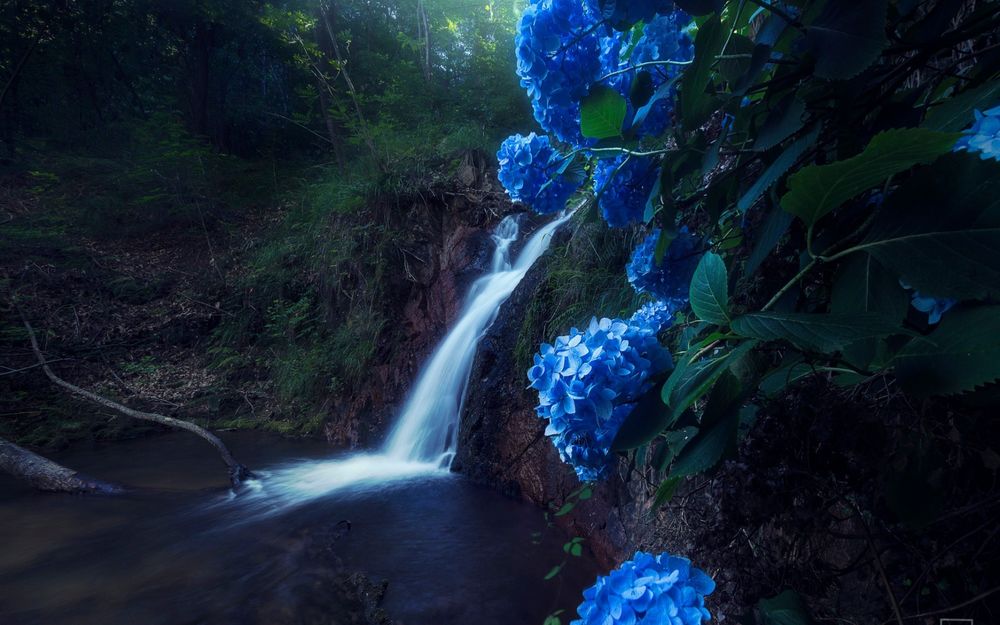 Обои для рабочего стола Цветы голубой гортензии на фоне водопада