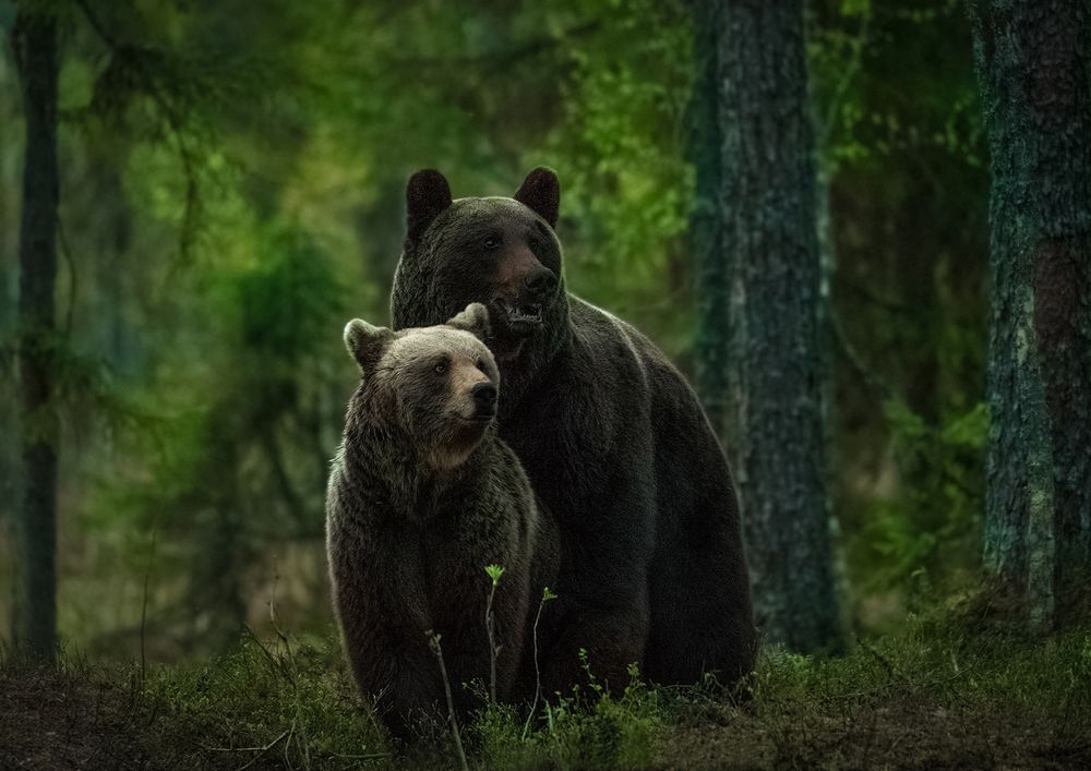 Обои на рабочий стол медведь россия