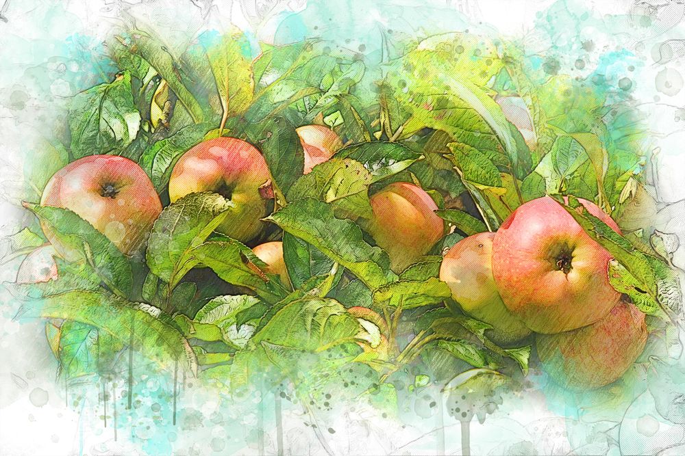 Раскраски Раскраска Яблоки на ветке яблоко, Раскраски детские.