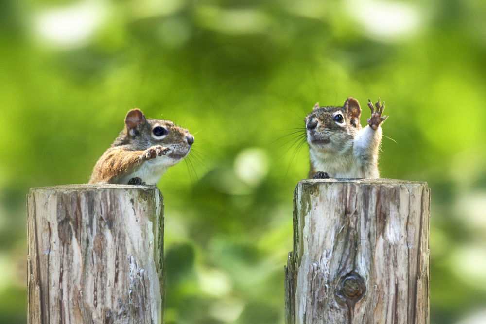 Обои для рабочего стола Белки у пенька, фотограф Andre Villeneuve